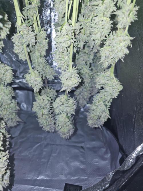 Royal AK Fem + O.G. Kush RQS. Week 14