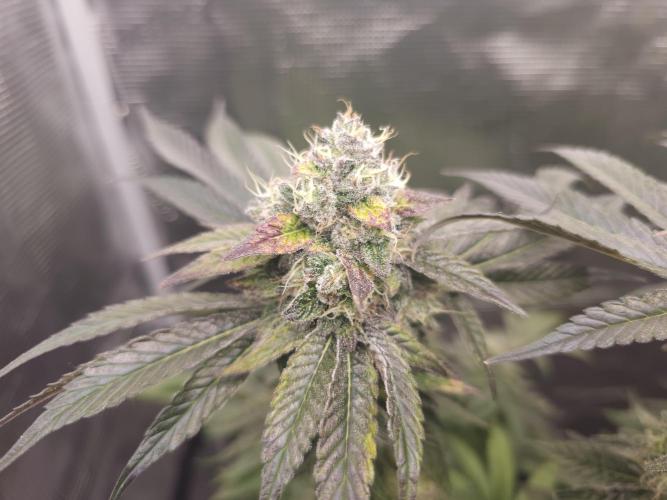 Royal AK Fem + O.G. Kush RQS. Week 14