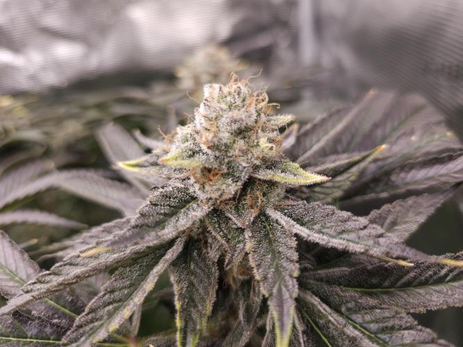 Royal AK Fem + O.G. Kush RQS. Week 14