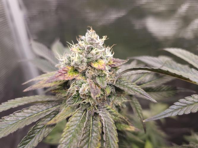 Royal AK Fem + O.G. Kush RQS. Week 14