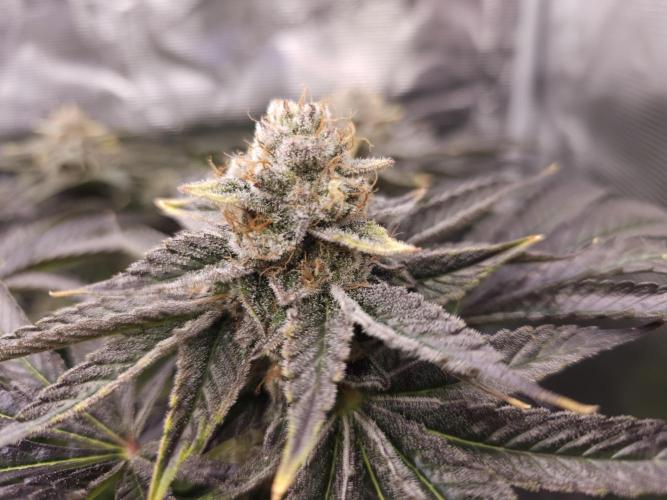 Royal AK Fem + O.G. Kush RQS. Week 14