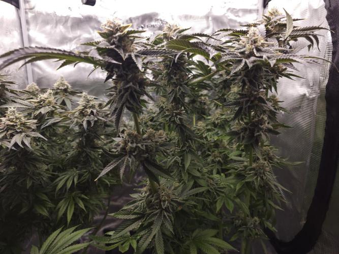 Royal AK Fem + O.G. Kush RQS. Week 14