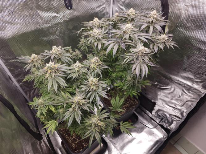 Royal AK Fem + O.G. Kush RQS. Week 14