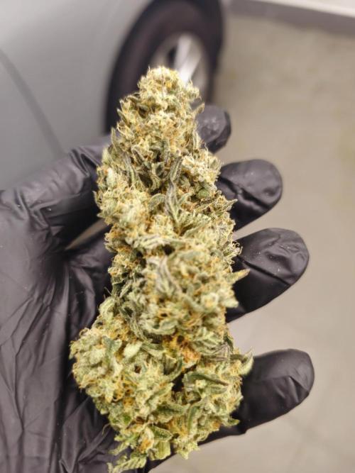 Royal AK Fem + O.G. Kush RQS. Week 14