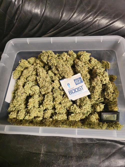 Royal AK Fem + O.G. Kush RQS. Week 14