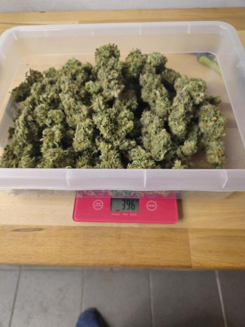 Royal AK Fem + O.G. Kush RQS. Week 14