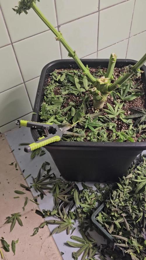 Royal AK Fem + O.G. Kush RQS