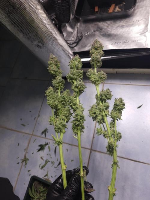 Royal AK Fem + O.G. Kush RQS. Week 15