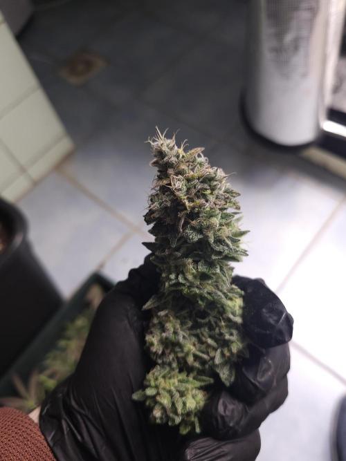 Royal AK Fem + O.G. Kush RQS. Week 15