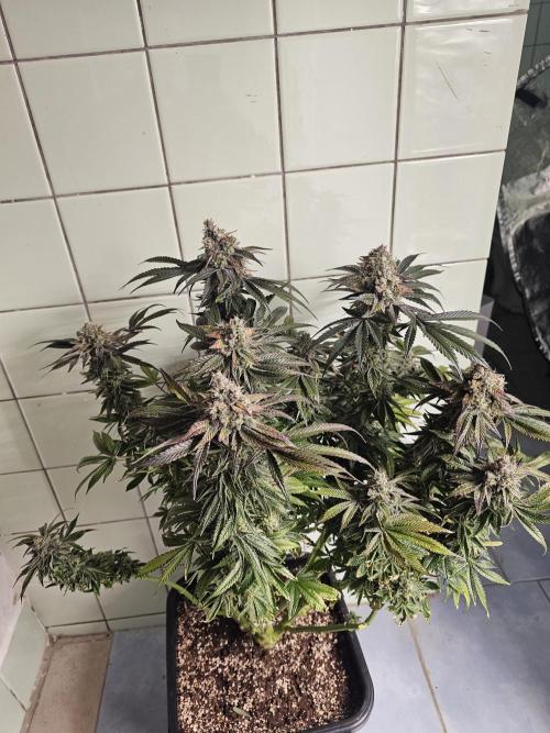 Royal AK Fem + O.G. Kush RQS. Week 15