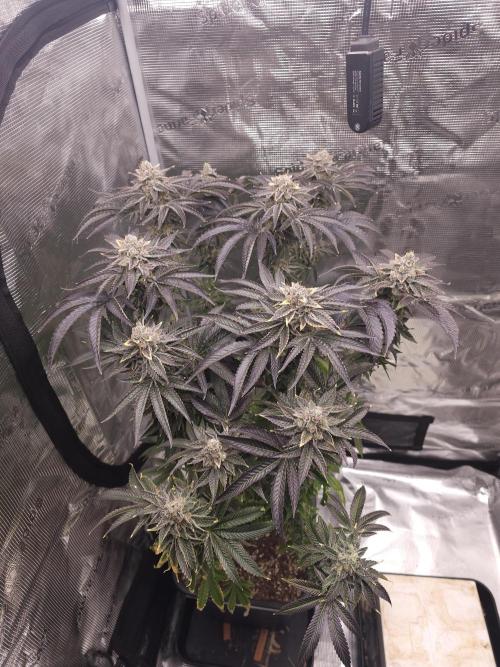 Royal AK Fem + O.G. Kush RQS. Week 15