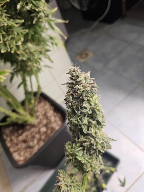 Royal AK Fem + O.G. Kush RQS. Week 15