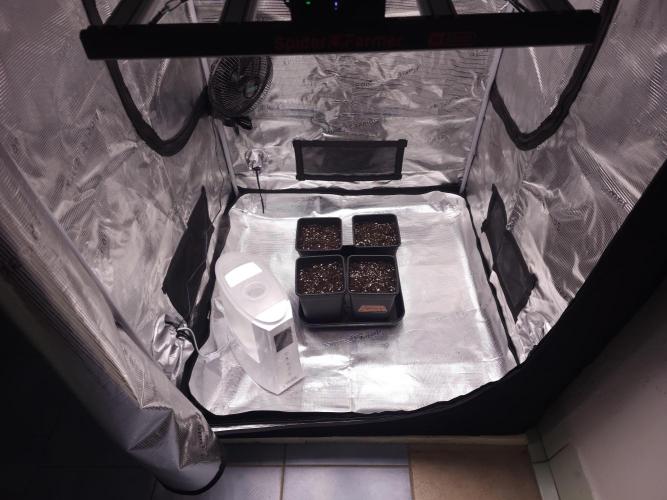 Permanent Jealousy XL auto. Week 0