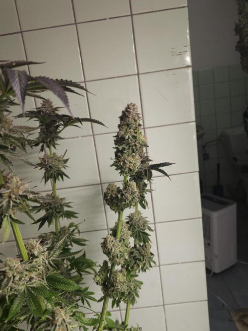 Royal AK Fem + O.G. Kush RQS. Week 15