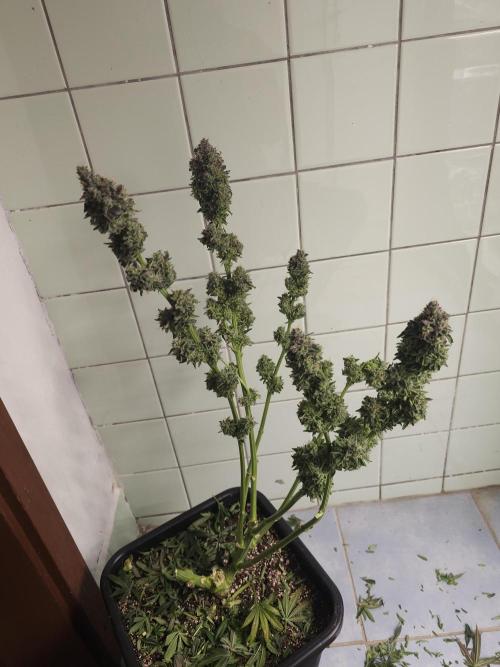 Royal AK Fem + O.G. Kush RQS. Week 15