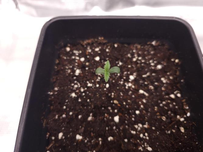 Permanent Jealousy XL auto. Week 1