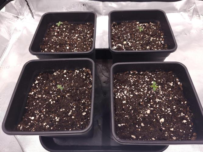 Permanent Jealousy XL auto. Week 1