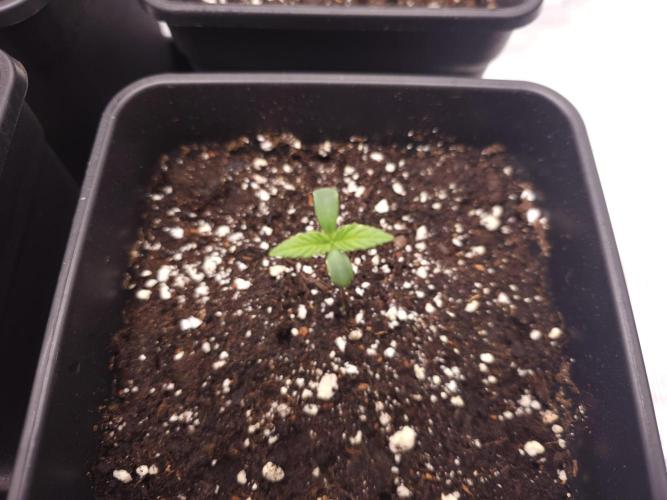 Permanent Jealousy XL auto. Week 1