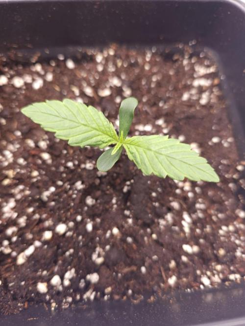 Permanent Jealousy XL auto. Week 1