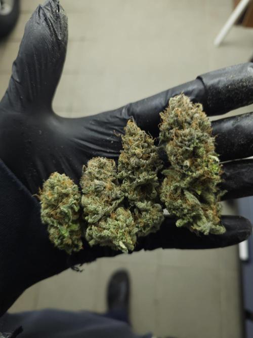 Royal AK Fem + O.G. Kush RQS. Week 15