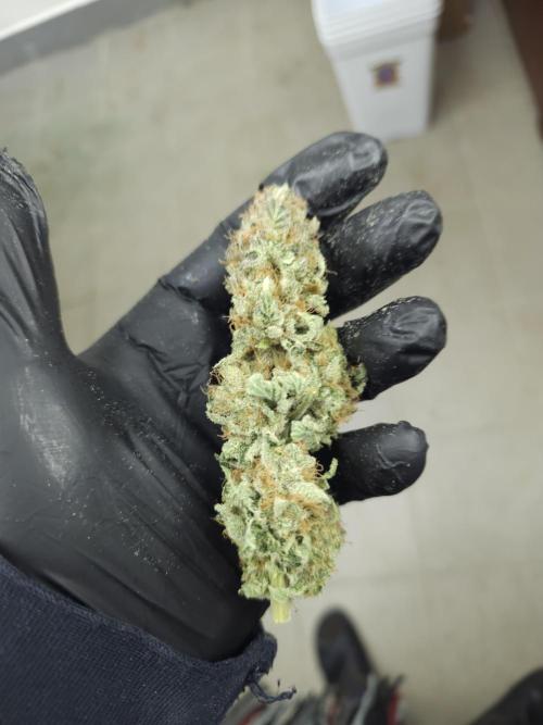 Royal AK Fem + O.G. Kush RQS. Week 15