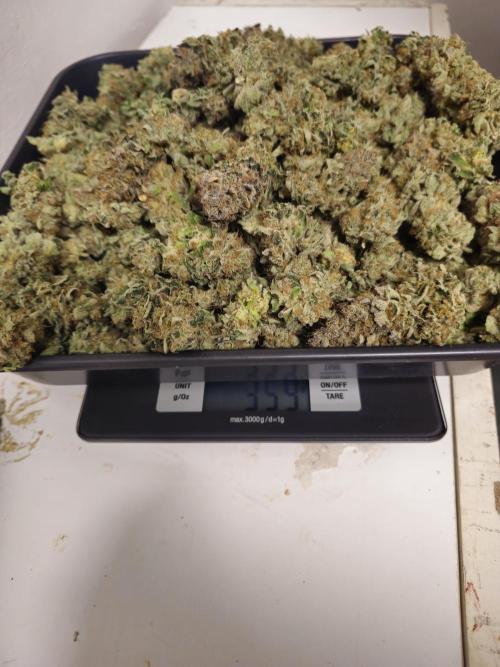 Royal AK Fem + O.G. Kush RQS. Week 15