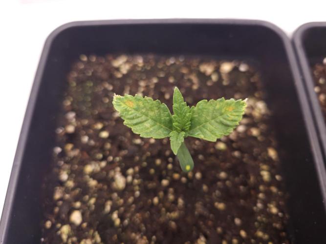 Permanent Jealousy XL auto. Week 2