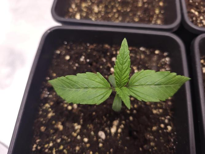 Permanent Jealousy XL auto. Week 2