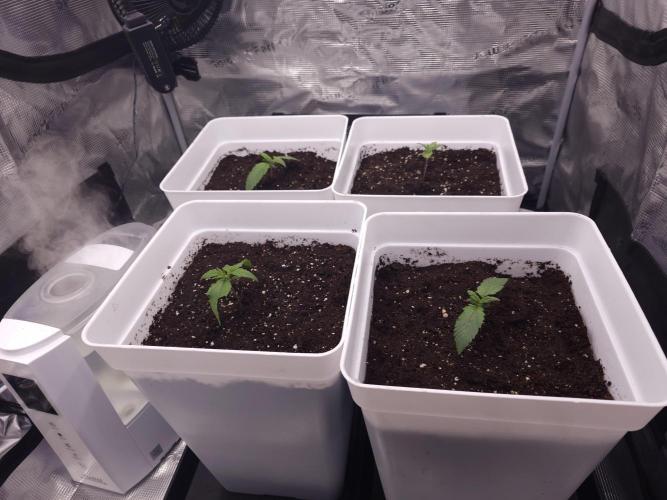 Permanent Jealousy XL auto. Week 2