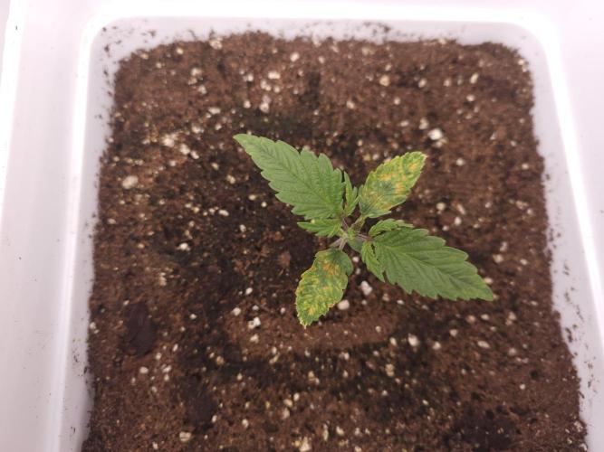 Permanent Jealousy XL auto. Week 2 - Retard