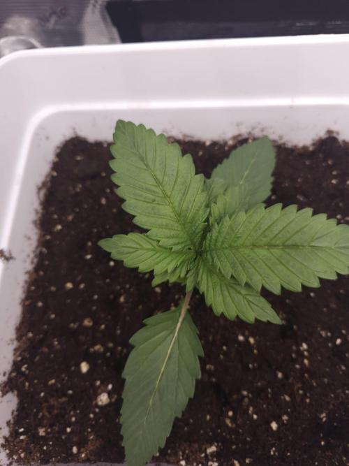 Permanent Jealousy XL auto. Week 2
