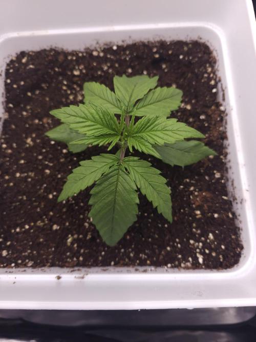 Permanent Jealousy XL auto. Week 2