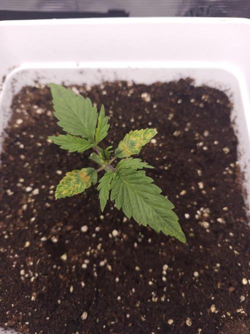 Permanent Jealousy XL auto. Week 2