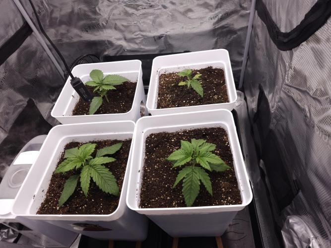 Permanent Jealousy XL auto. Week 2