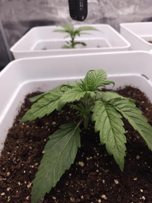 Permanent Jealousy XL auto. Week 2