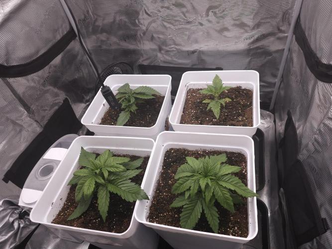 Permanent Jealousy XL auto. Week 3