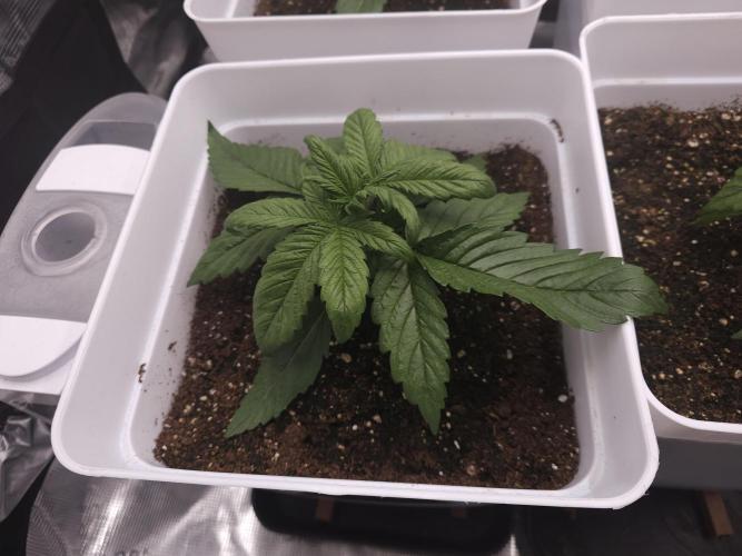 Permanent Jealousy XL auto. Week 3