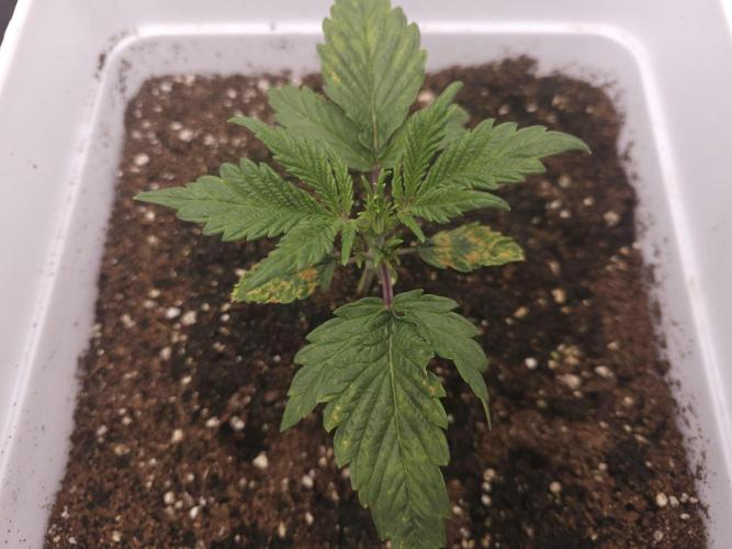 Permanent Jealousy XL auto. Week 3 - Krypl.