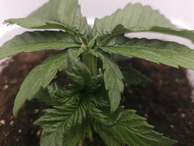 Permanent Jealousy XL auto. Week 3 - Retard