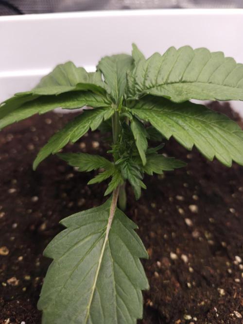 Permanent Jealousy XL auto. Week 3 - Retard