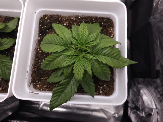 Permanent Jealousy XL auto. Week 3