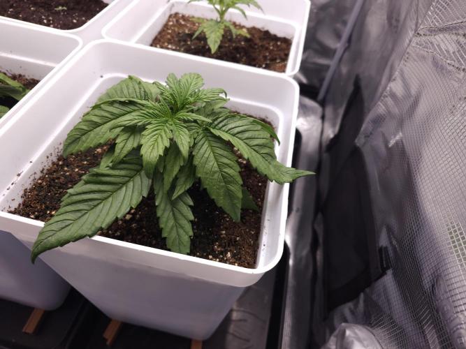 Permanent Jealousy XL auto. Week 3