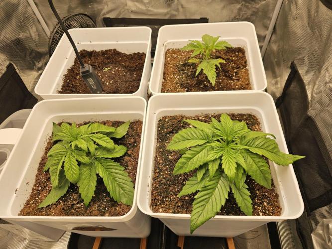Permanent Jealousy XL auto. Week 3
