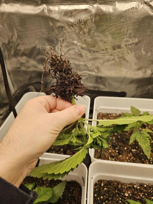 Permanent Jealousy XL auto. Week 3 - Retard šel ven.