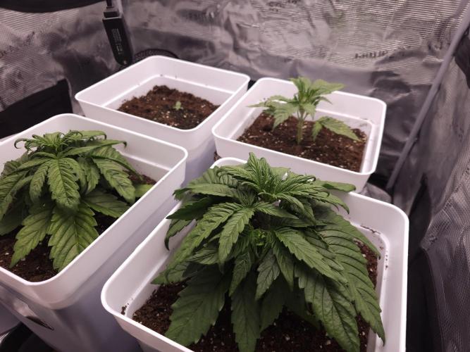 Permanent Jealousy XL auto. Week 3