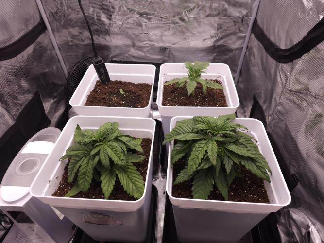 Permanent Jealousy XL auto. Week 3