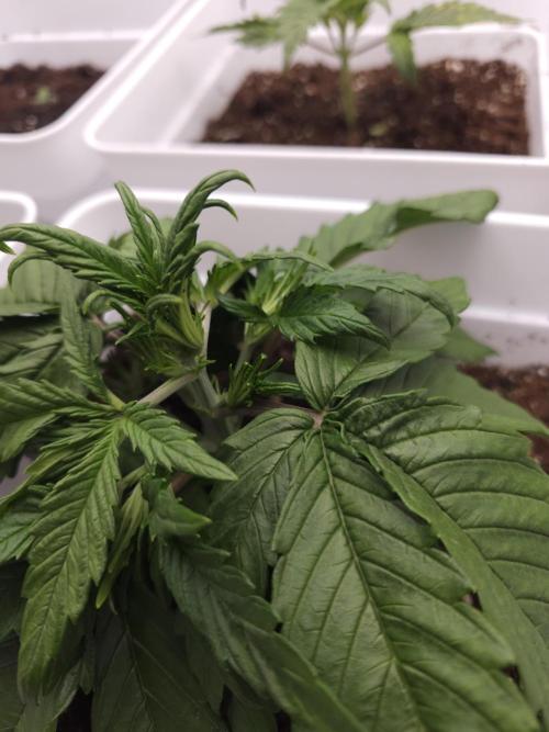 Permanent Jealousy XL auto. Week 3 - Stardust