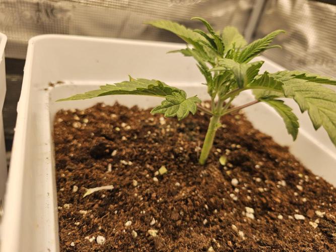 Permanent Jealousy XL auto. Week 3