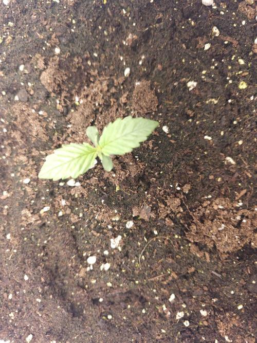 Permanent Jealousy XL auto. Week 3