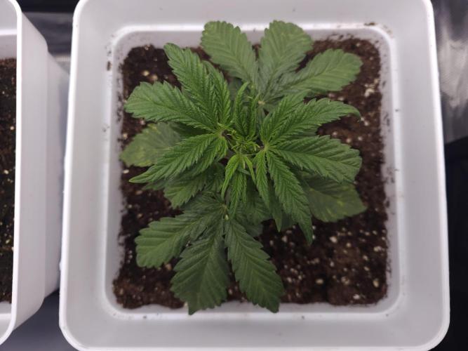 Permanent Jealousy XL auto. Week 3